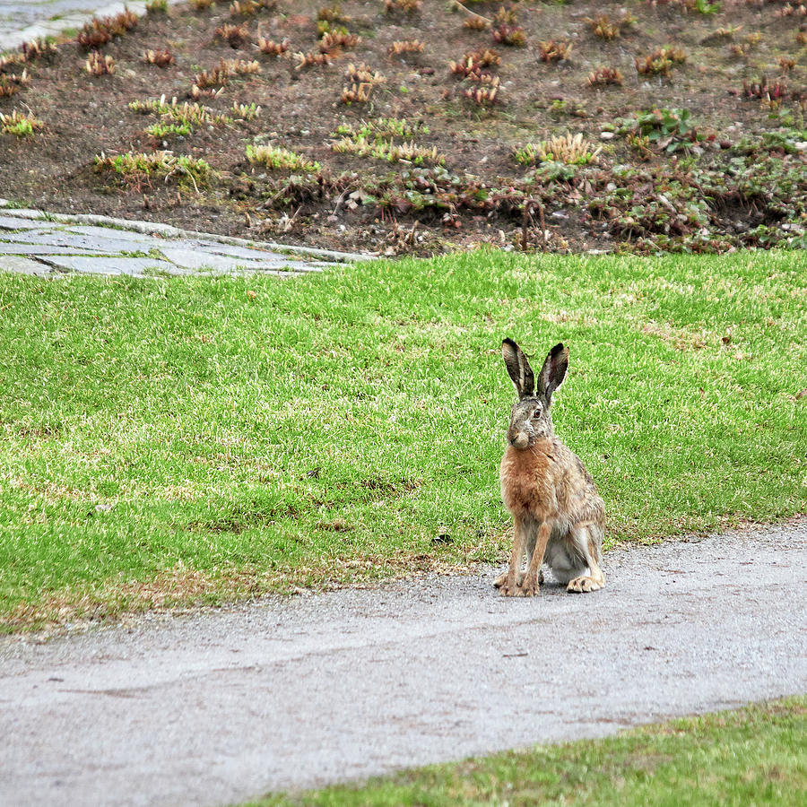 On The Right Path. European Hare Photograph