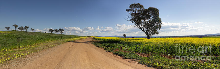 Tree Photograph - On the road less travelled Canowindra Australia by Leah-Anne Thompson