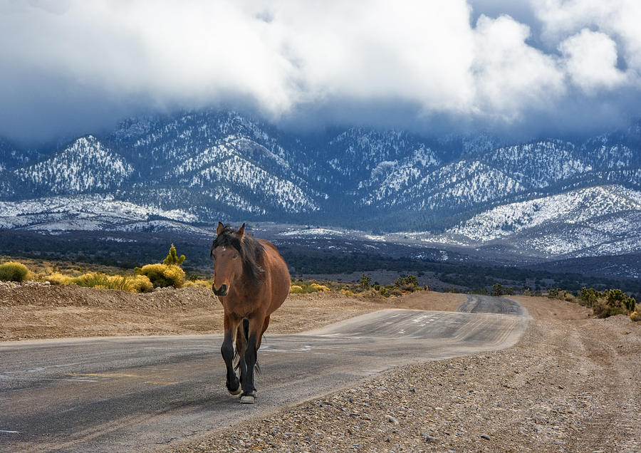 On the Road - Wild Horse at Cold Creek, Nevada Photograph by Mitch Spence