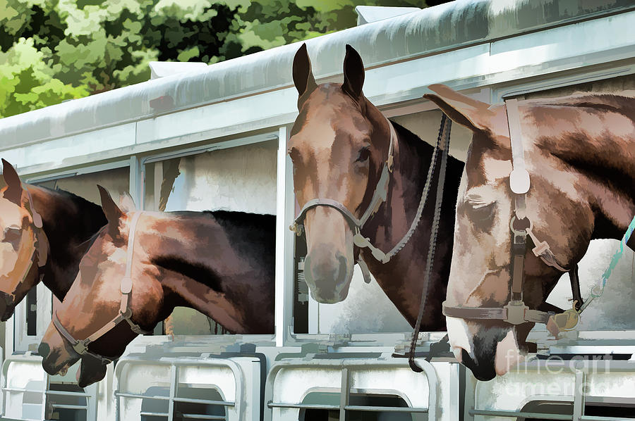 On The Road With The Show Horses  Photograph by Wilma Birdwell