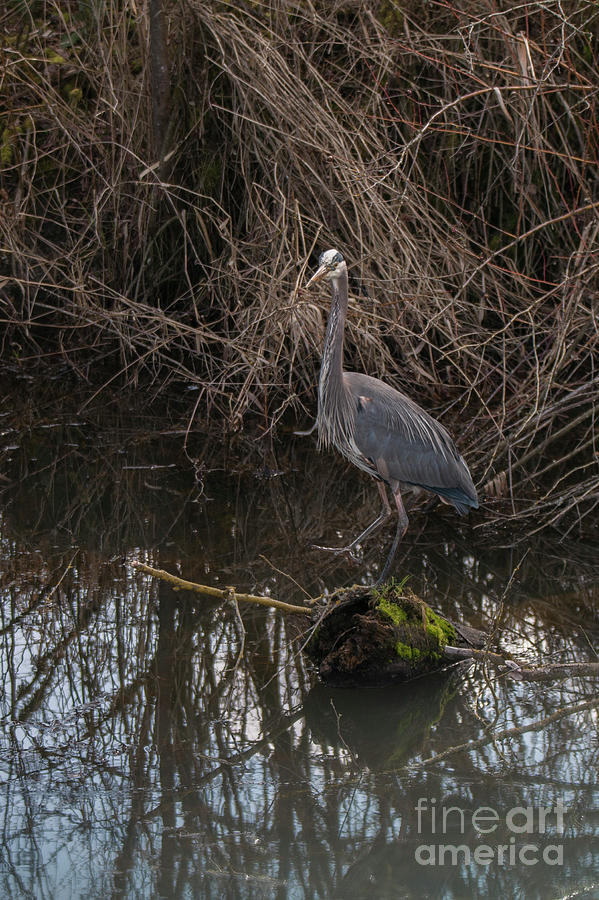 Heron Photograph - On the rock by Rod Wiens