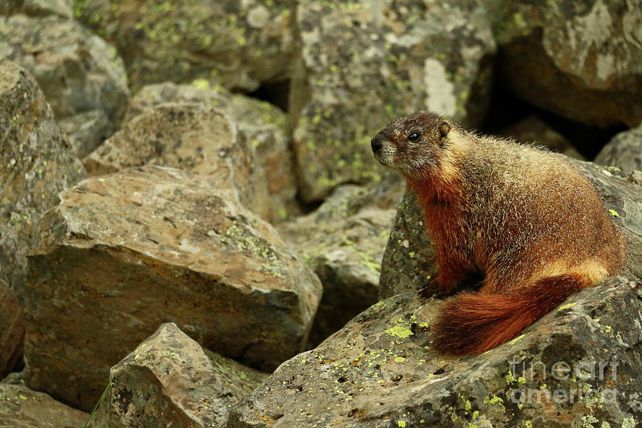 On The Rocks Marmot Photograph by Christiane Schulze Art And Photography