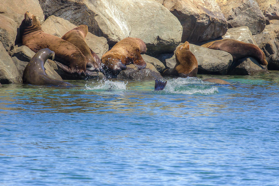 On The Rocks - Sea Lions Photograph by Kristina Rinell