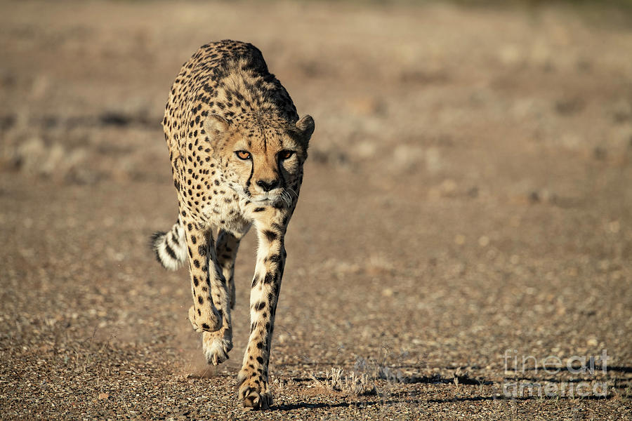 Wildlife Photograph - On The Run  by Sandra Bronstein