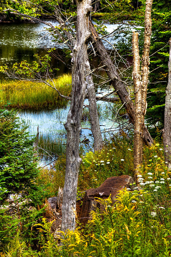 On the Shore of Bald Mountain Pond Photograph by David Patterson