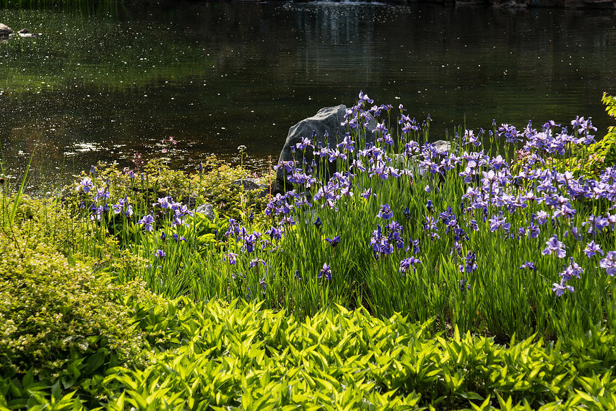 On the Sunny Bank of the Pond - Abundant Purple Iris Blooms  Photograph by Georgia Mizuleva