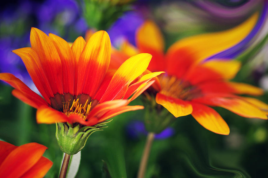 Flower Photograph - On The Sunny Side... by Arthur Miller