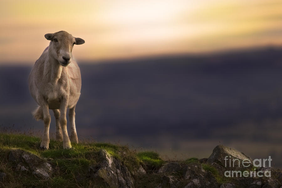 Sheep Photograph - On The Top Of The Hill by Angel Ciesniarska Sheep Photograph - On The Top Of The Hill by Angel Ciesniarska