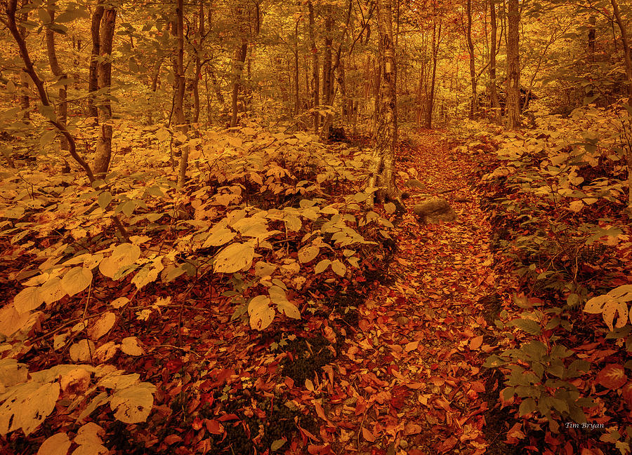 Fall Color Photograph - On the Trail-Smugglers Notch, Vermont by Tim Bryan