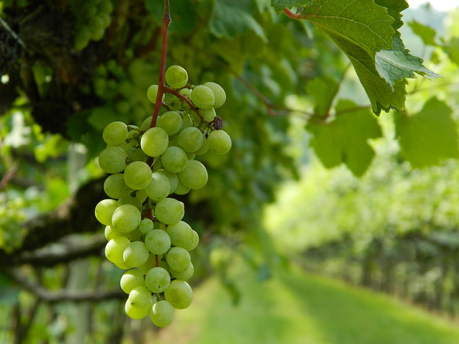 Grape Photograph - On the Vine by Arlane Crump