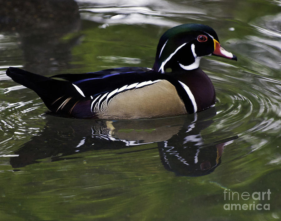 On the Water Wood Duck Photograph by Ken Frischkorn