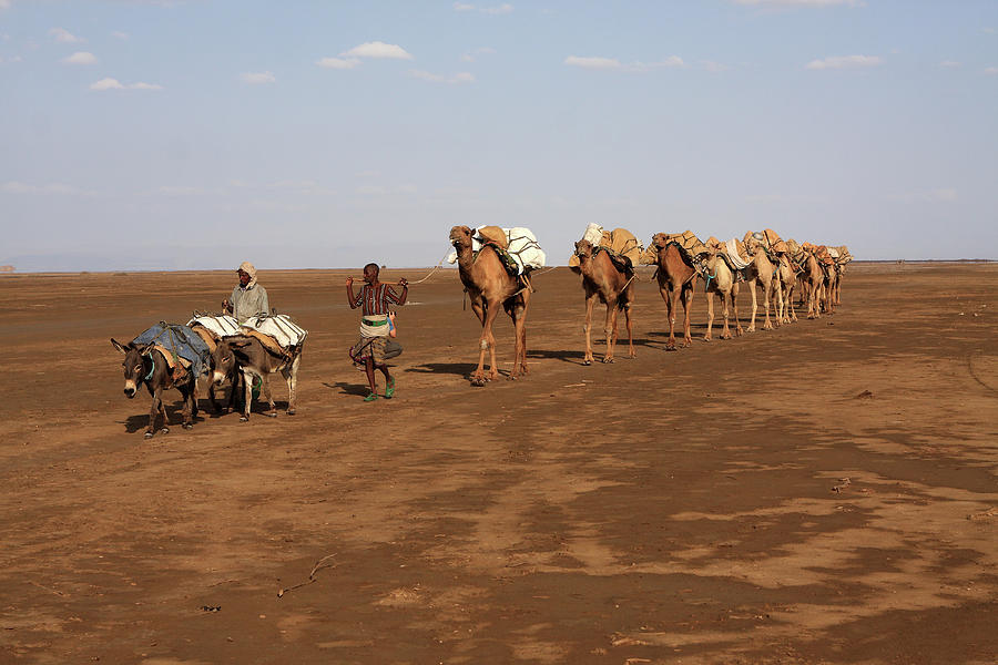 Camel Photograph - On The Way To Market by Aidan Moran