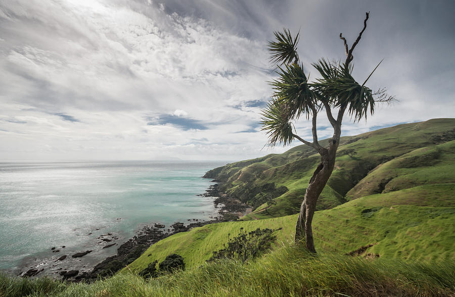 On the way to Port Jackson, Coromandel, New Zealand Photograph by Steve