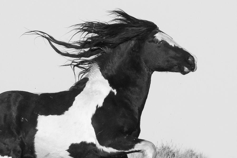 Black And White Photograph - On the Wind by Sandy Sisti