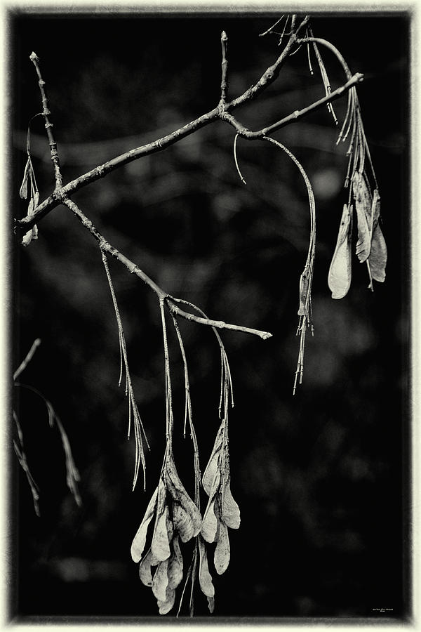 On the Wings of a Maple - Black and White Photograph by Carol Senske