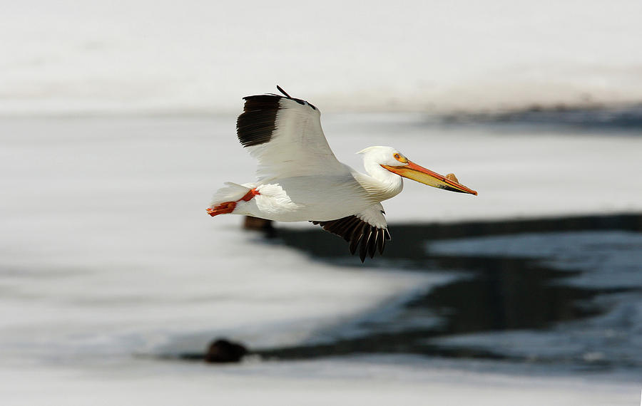 On the wings of a Pelican Photograph by Ronnie And Frances Howard