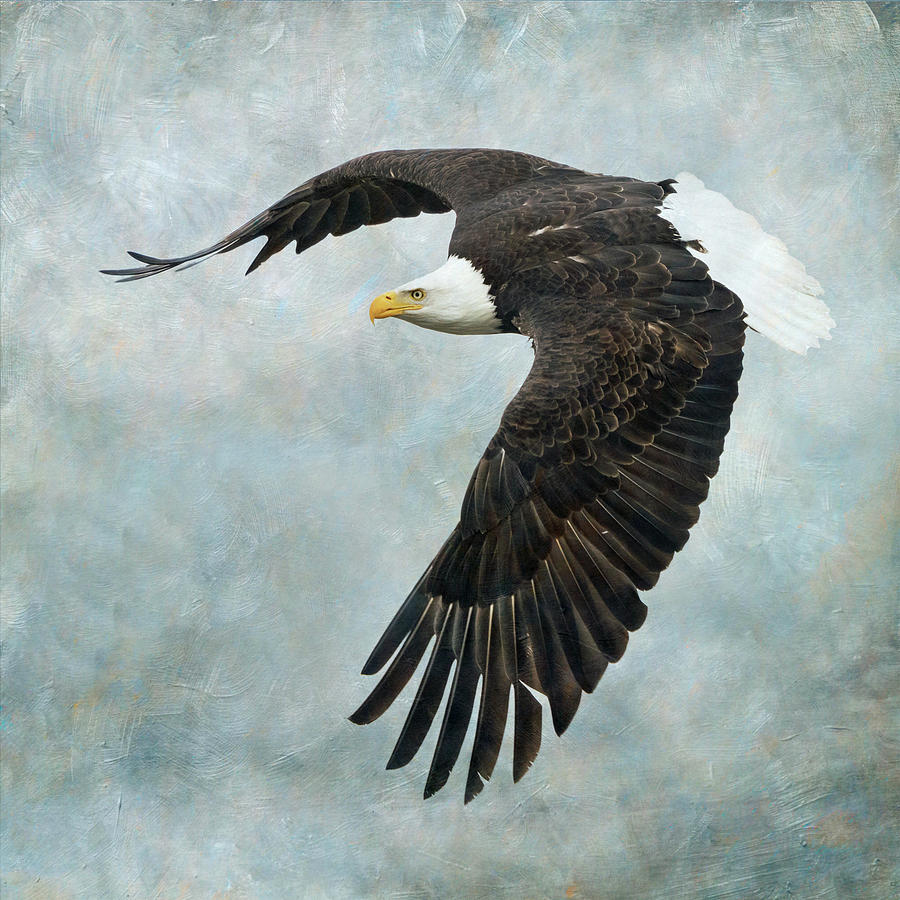 On The Wings of an Eagle Photograph by Angie Vogel