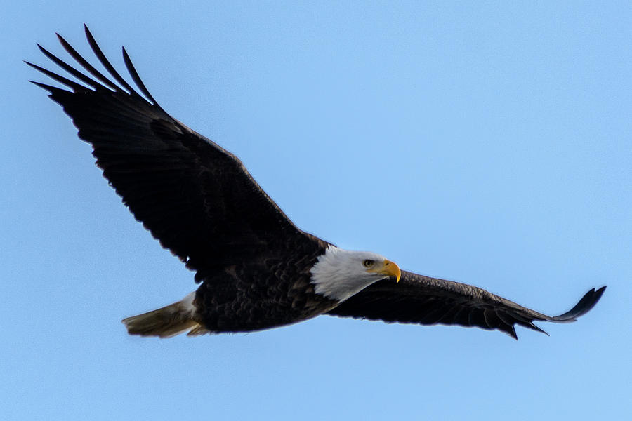 On The Wings of Freedom Photograph by Randy Scherkenbach