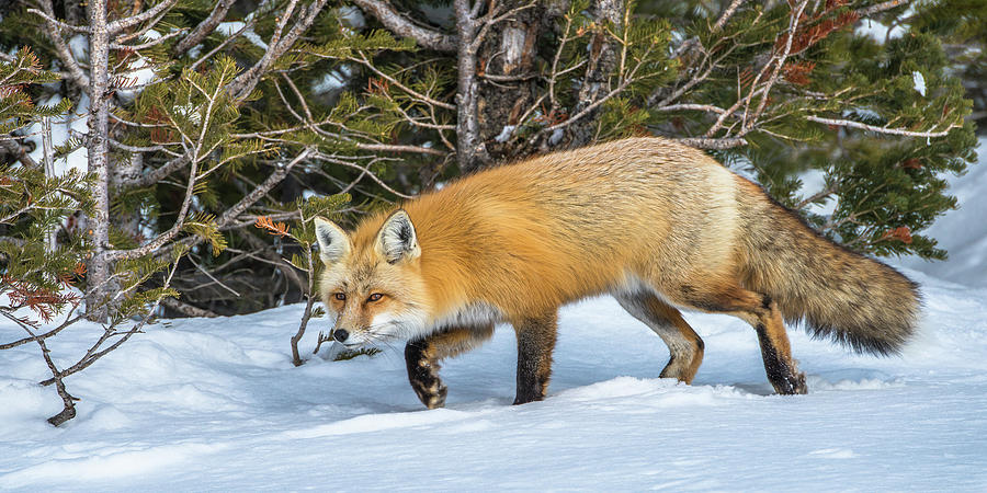 On The Winter Fox Trail Photograph by Yeates Photography