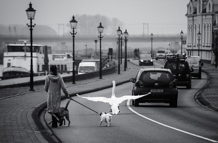 Swan Photograph - On The Wrong Side Of The Road by Gerard Jonkman