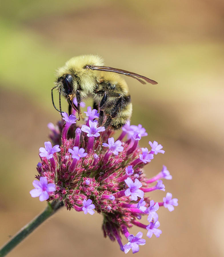 On Top Of The World - Bee Style Photograph by Christy Cox