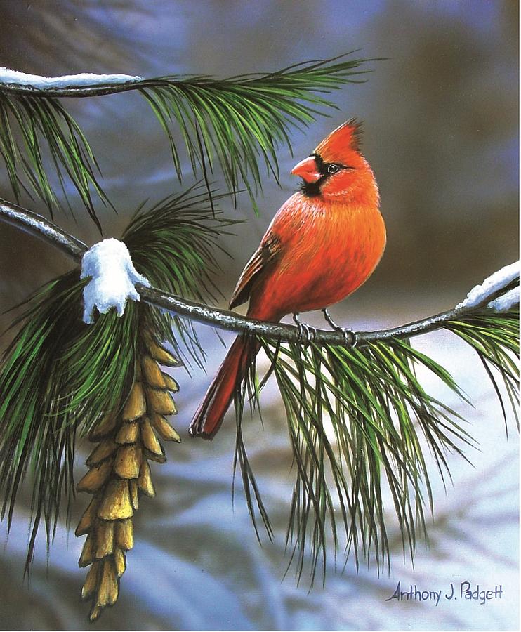 On Watch - Cardinal Painting by Anthony J Padgett