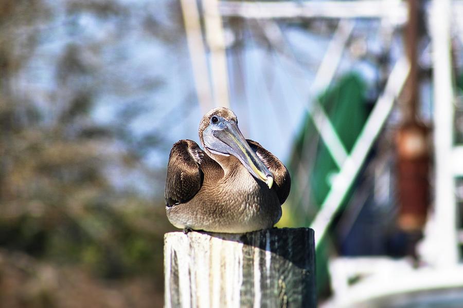 On Watch Duty by WhiteoakorganicsLLC Gallery On Watch Duty by WhiteoakorganicsLLC Gallery