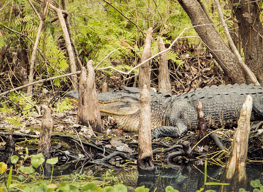 On Watch Photograph by Edie Ann Mendenhall - Fine Art America