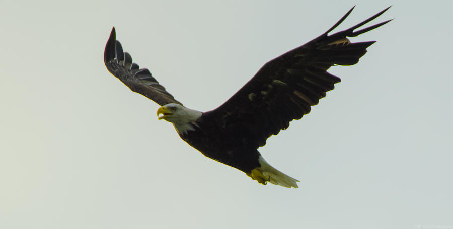 On Wings of an Eagle Photograph by Jeff at JSJ Photography