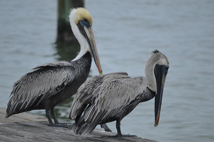 Pelican Photograph - On your mark, get set, go by Jeannine Rose