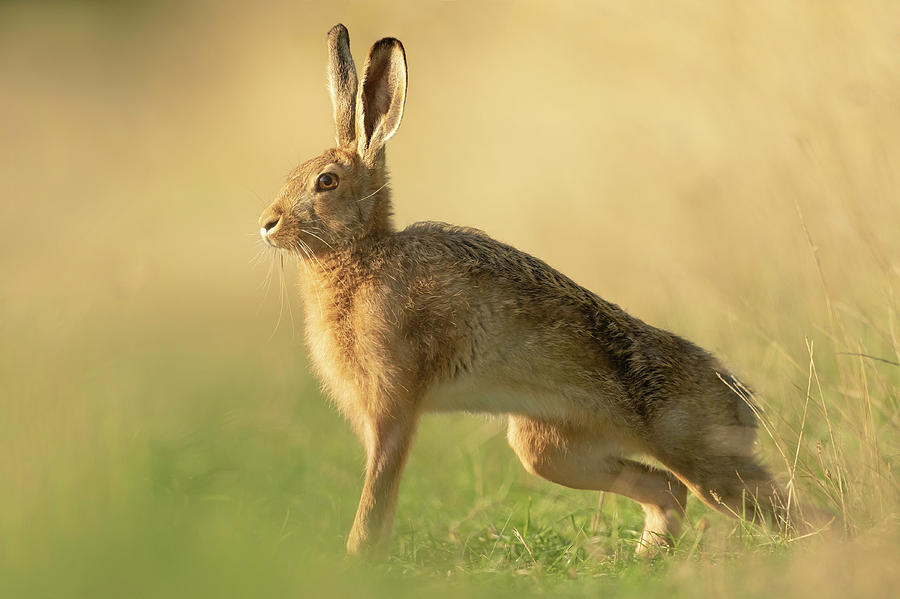 On Your Marks by Simon Litten On Your Marks by Simon Litten