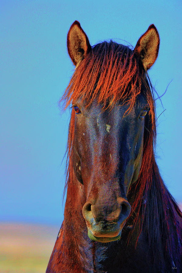 Onaqui Wild Stallion Portrait Photograph by Greg Norrell
