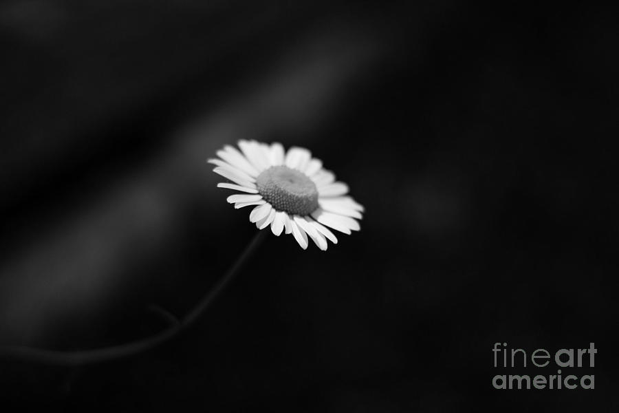 Once Upon A Daisy Photograph