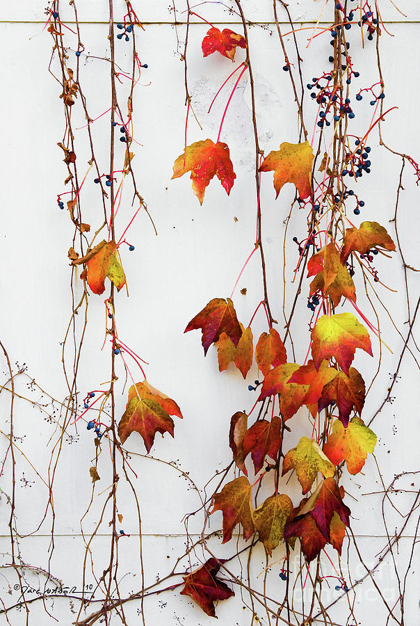 Once Upon A Dangling Ivy Photograph by Marc Nader