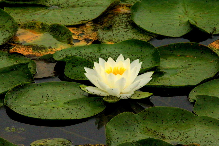 Once Upon a Lily Pad Photograph by Suzanne DeGeorge