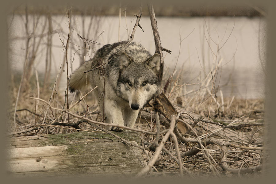 Once Upon a Wolf Photograph by Shari Jardina