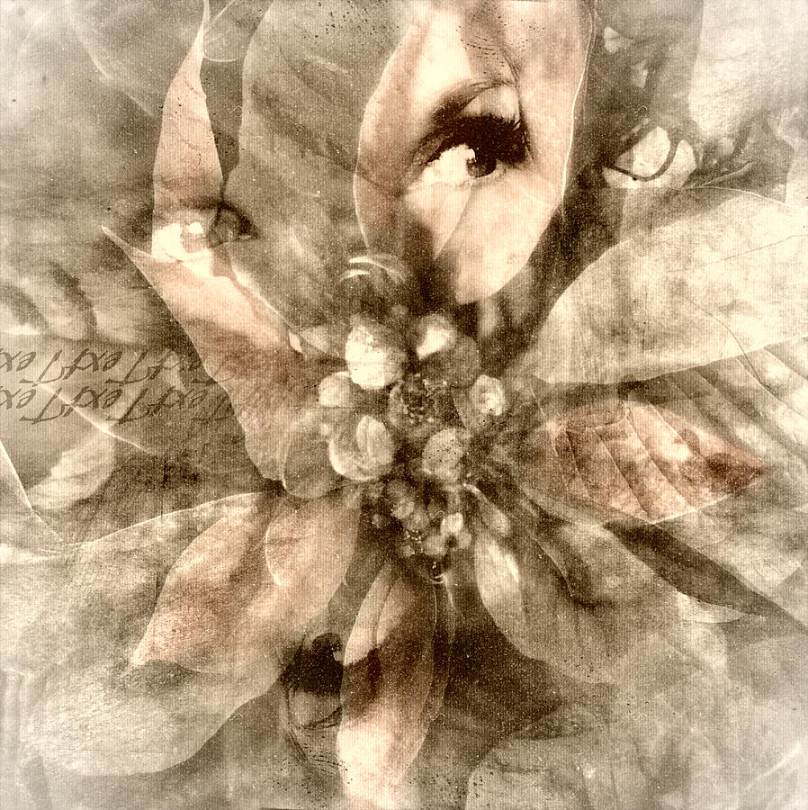 Once Upon Grandmoms Poinsettia Digital Art by Melissa D Johnston