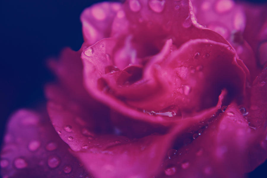 Once You Know What Love Is Photograph by Laurie Search