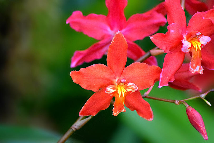 Oncidium Bradshawiae Photograph by Clara Sander - Fine Art America