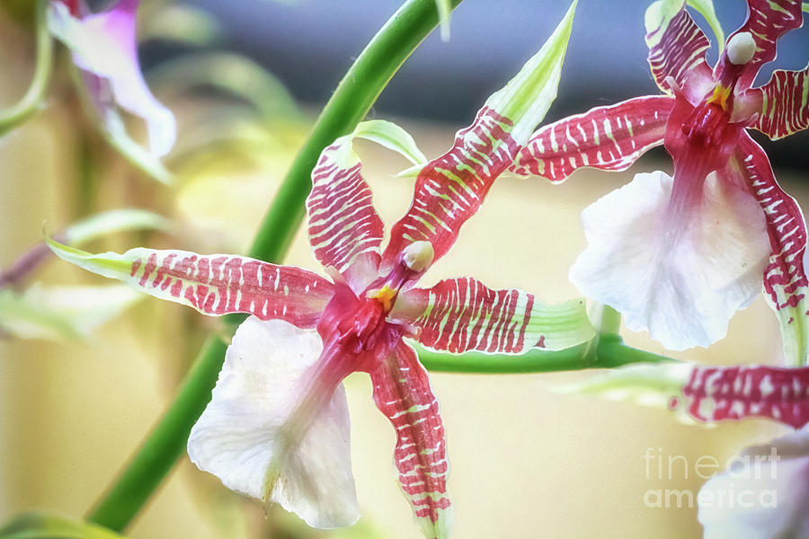 Oncidium Hastilabium Orchid Photograph by Elizabeth Dow