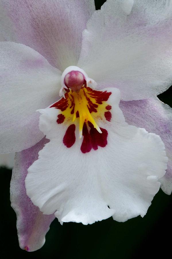 Oncidium Orchid Bloom Photograph by Soon Ming Tsang - Fine Art America