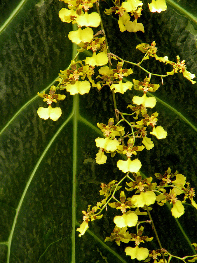 Oncidium Orchids Photograph by Rosalie Scanlon