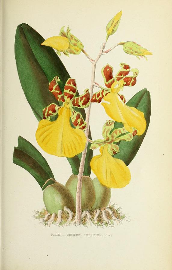 Orchid Painting - Oncidium Splendidum by Philip Ralley