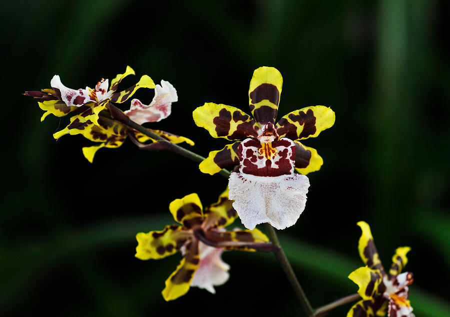 Oncidium Sweet Sugar K Orchid Photograph by Ginger Wakem