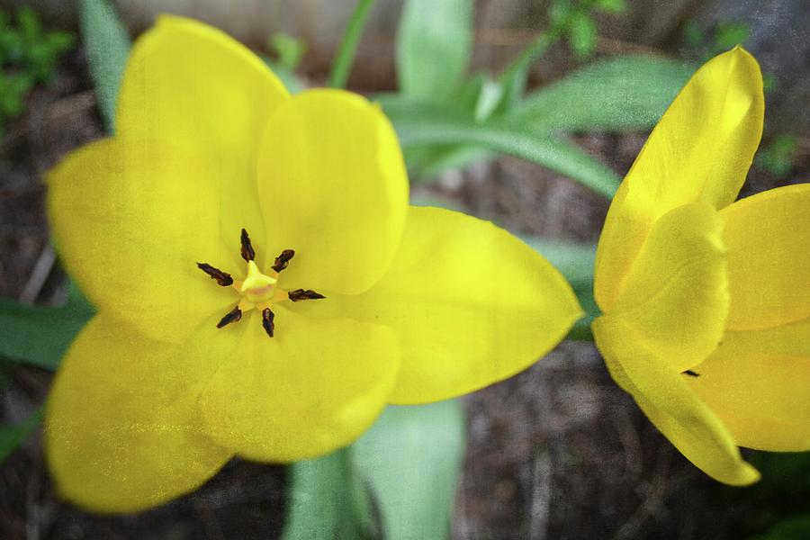 One and a Half Yellow Tulips Photograph by Michelle Calkins