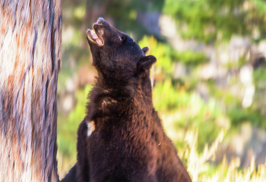 One Angry Black Bear Photograph by Marc Crumpler
