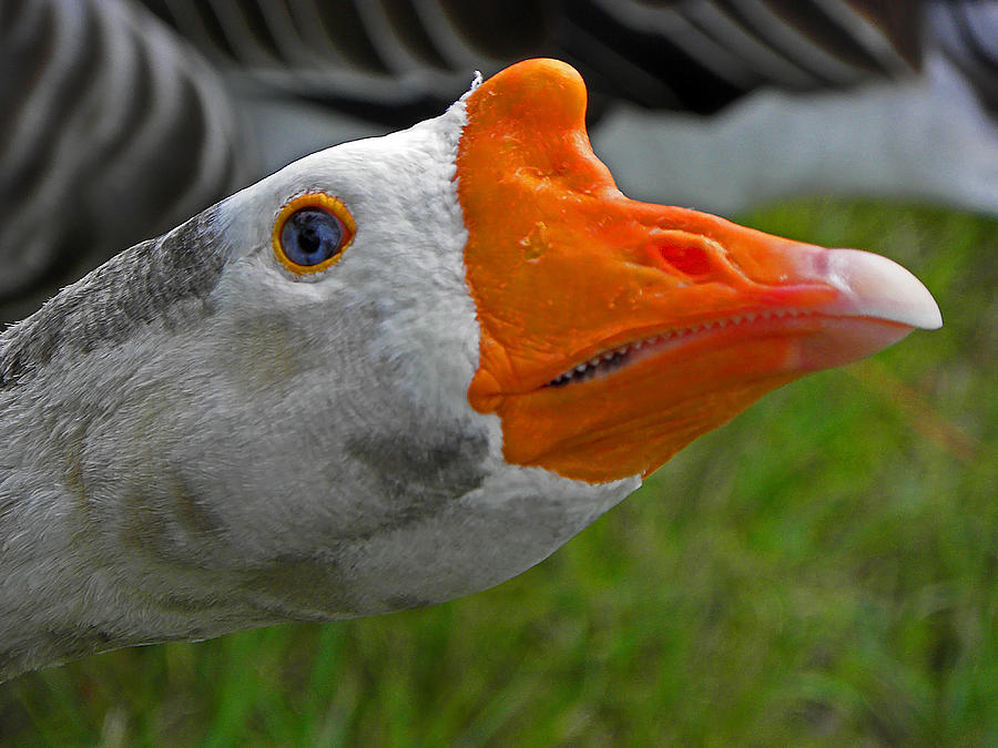 One Angry Goose Photograph by Elizabeth Hoskinson