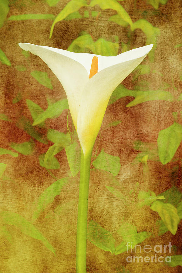 One Arum Lily Photograph by Terri Waters