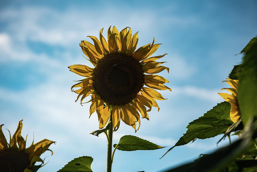 One Backlit Sunflower in a Blue Sky Photograph by Anthony Doudt