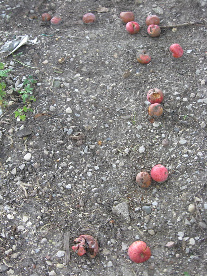 One Bad Apple Spoils The Whole Bunch Photograph By Shelia Howe Fine Art America 